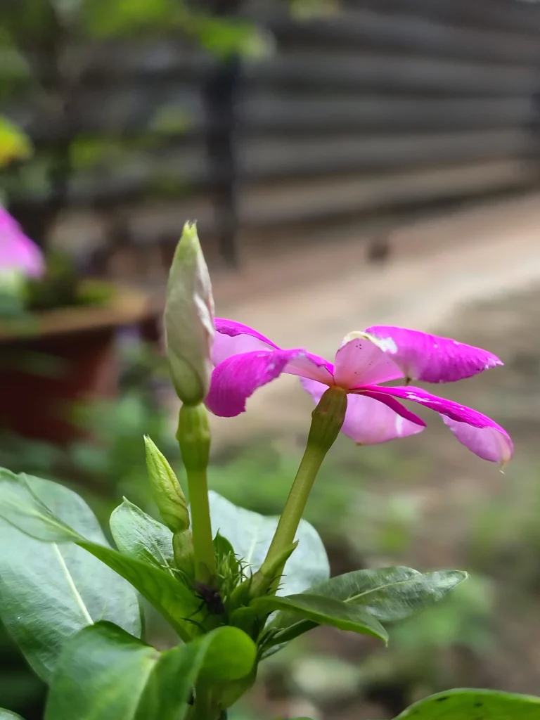 Moto G85 5G Camera Sample