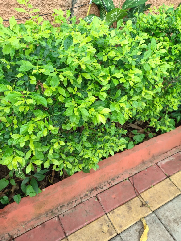 Moto G85 5G Camera Sample